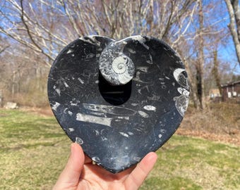 Ammonite Orthoceras Fossil Dish - Heart Shaped Dish