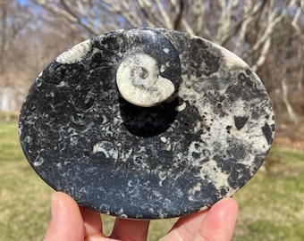 Ammonite Orthoceras Fossil Dish