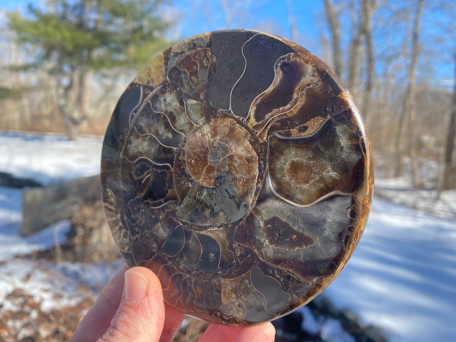 4.25 Ammonite Grounding Plate Ammonite Shell With Resin | Etsy