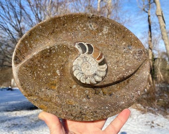 9” Ammonite Orthoceras Fossil Dish