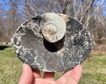 Ammonite Orthoceras Fossil Dish