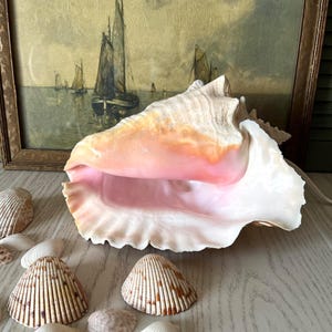 May include: A large queen conch shell with a smooth, glossy interior in shades of soft pink and cream. The exterior is textured with ridges and natural beige tones. Several smaller, ribbed, brown-spotted seashells are arranged nearby.