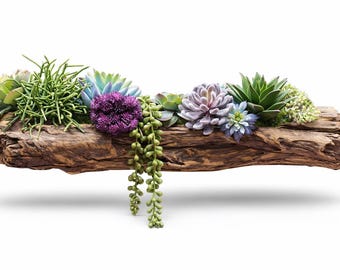 Blue, Green and Purple Succulents Real Driftwood Planter