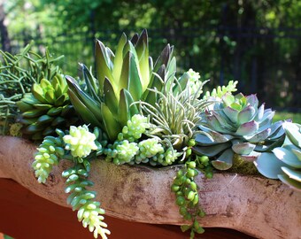 Cement Driftwood Log Planter with Artificial Succulents - Custom Colors