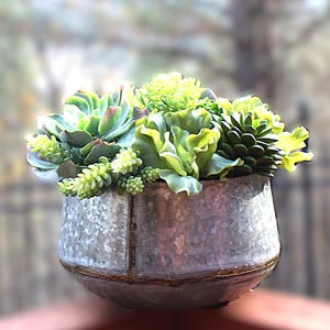 Faux Potted Succulents in Shades of Green Centerpiece Arrangement