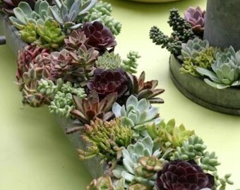 36 inch or 48 inch Long Galvanized Metal Trough with Your Choice of Artificial Succulents