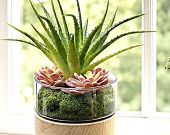 Forever Green Aloe Vera and Pink Echeveria Succulents Terrarium