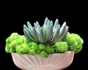 Artificial Senecio and Soft Sedum Succulents in a 1950s Mid-Century Gray Glazed Ceramic Oval Planter