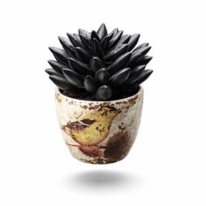 May include: A black succulent plant in a small, aged ceramic pot. The pot features a yellow bird illustration with brown accents. The plant has dark, pointed leaves, and the pot has a distressed, vintage appearance.