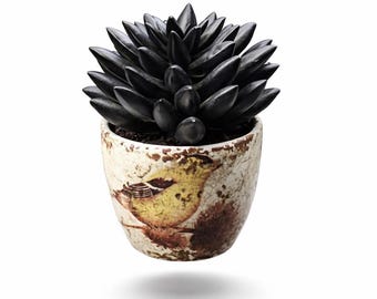 Petite Black Faux Succulent in a Ceramic Pot with Bird Motif