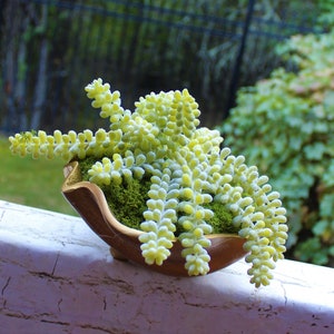 Faux Donkey&#39;s Tail Succulent &quot;Planted&quot; in a Gold Clam Shell Seashell Bowl, Beachy Burro&#39;s Tail Artificial Succulent Decor
