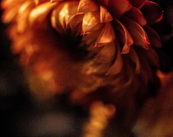 Floral Canvas Print: Dune Abstract Bloom