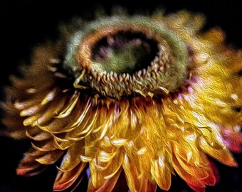Lions Tooth Canvas Print: Golden Buttercup Meadow Art