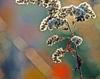 Hazel Canvas Print: Copper and Blue Botanical Art