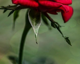 Red Rose Canvas Print: Rosie Bloom