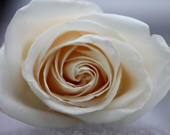 Alabaster Rose Canvas Print