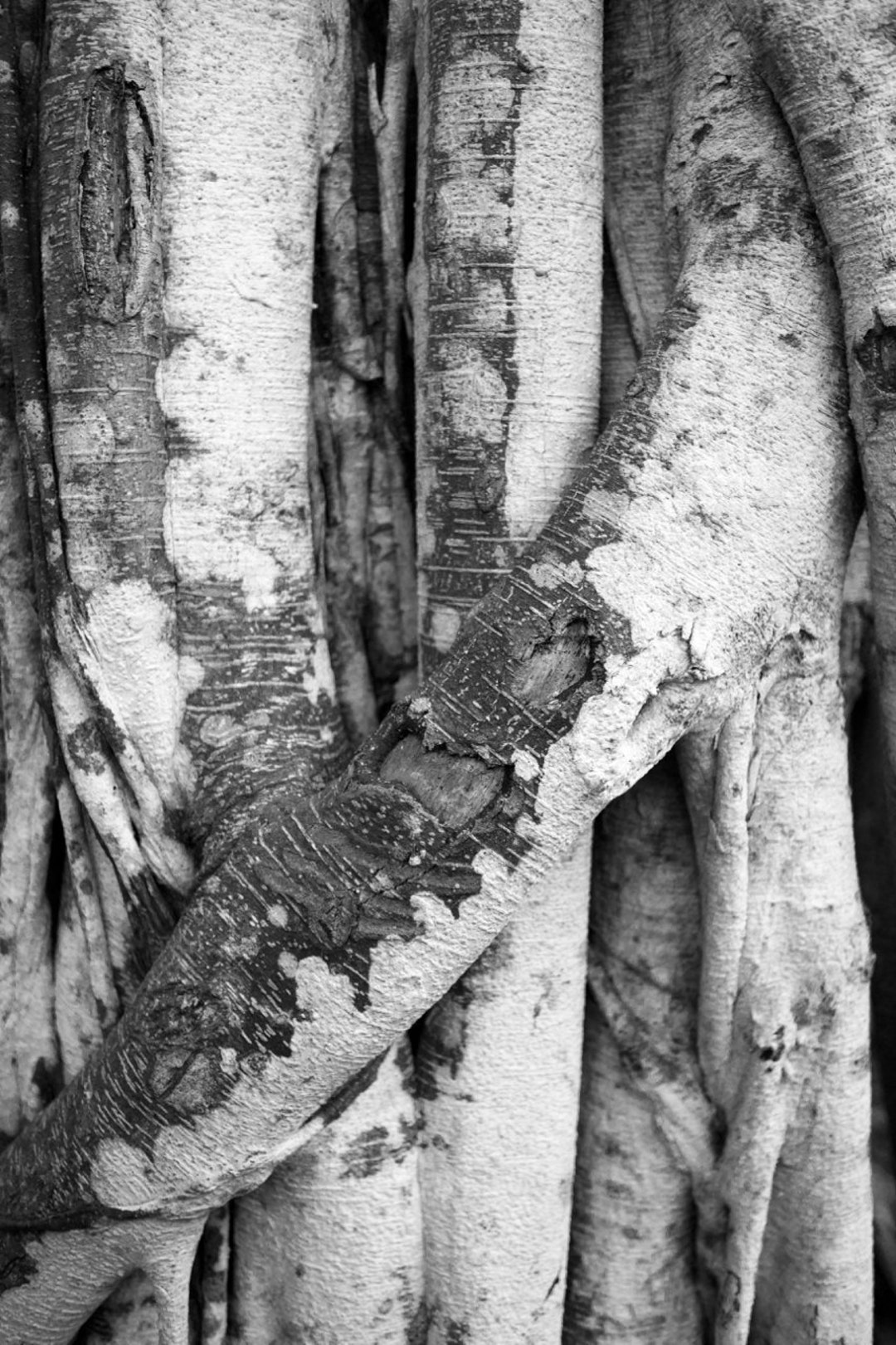 Tree Print, Black and White Photography, Large Wall Art, Tree Detail, Banyan Tree, Fine Art