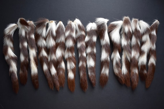 Genuine Small Vintage Ringtail Cat Tail Skin Fur Pelt Hide Taxidermy Recycled