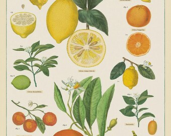 ANY 3 POSTERS! Posters/Wrap Sheets, Cavallini & Co. Poster/Decorative Wrap Sheet, Decoupage, Wall Hanging, Poster