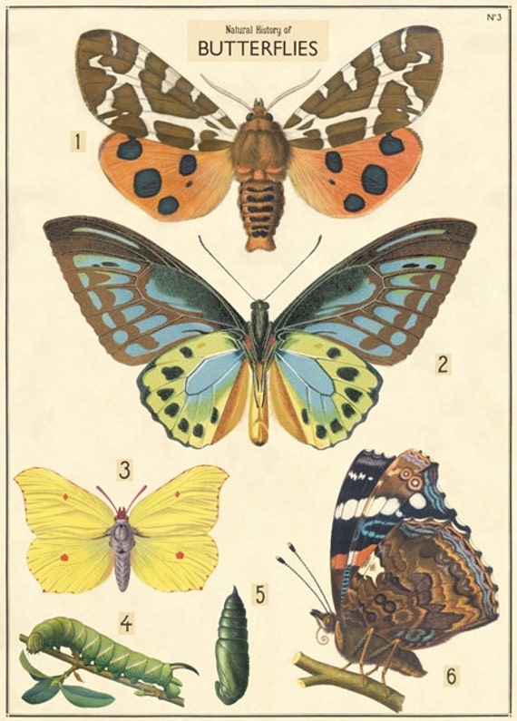 Butterfly Chart Paper