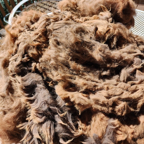 Raw Huacaya Alpaca Fleece, Kid Kody's Seconds in Light Brown, Skirted and Picked Fiber for Spinning Weaving Dyeing and Felting