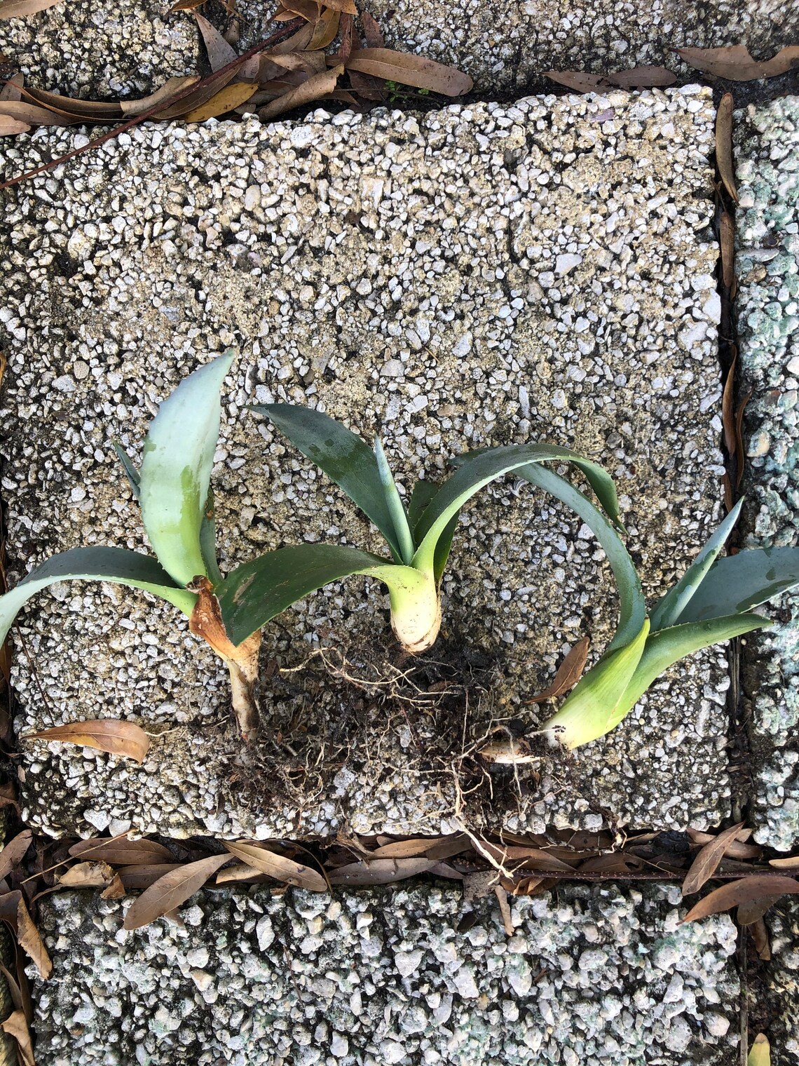 Blue Agave Pup / Living Plant Baby / Blue Agave Etsy