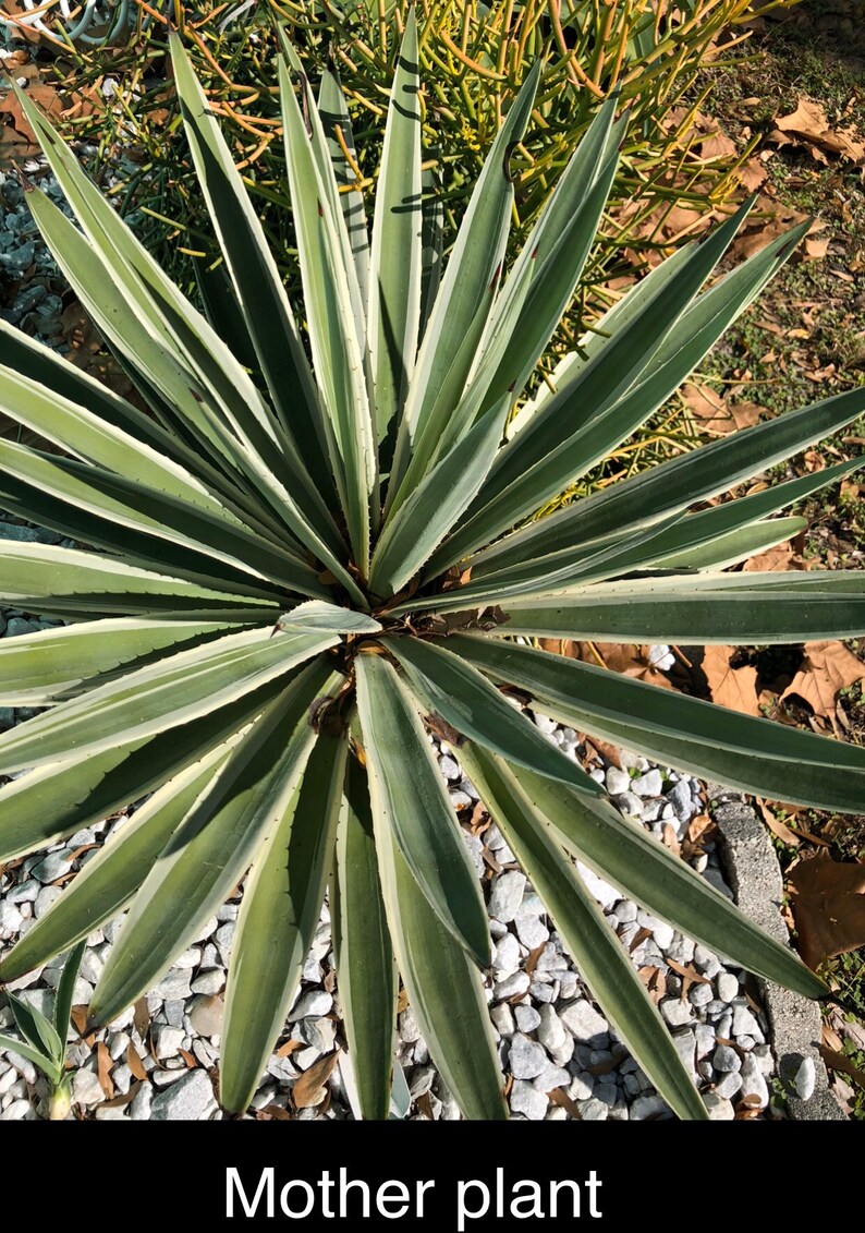 Agave Pup / Living Plant Baby / Agave Angustifolia marginata Etsy