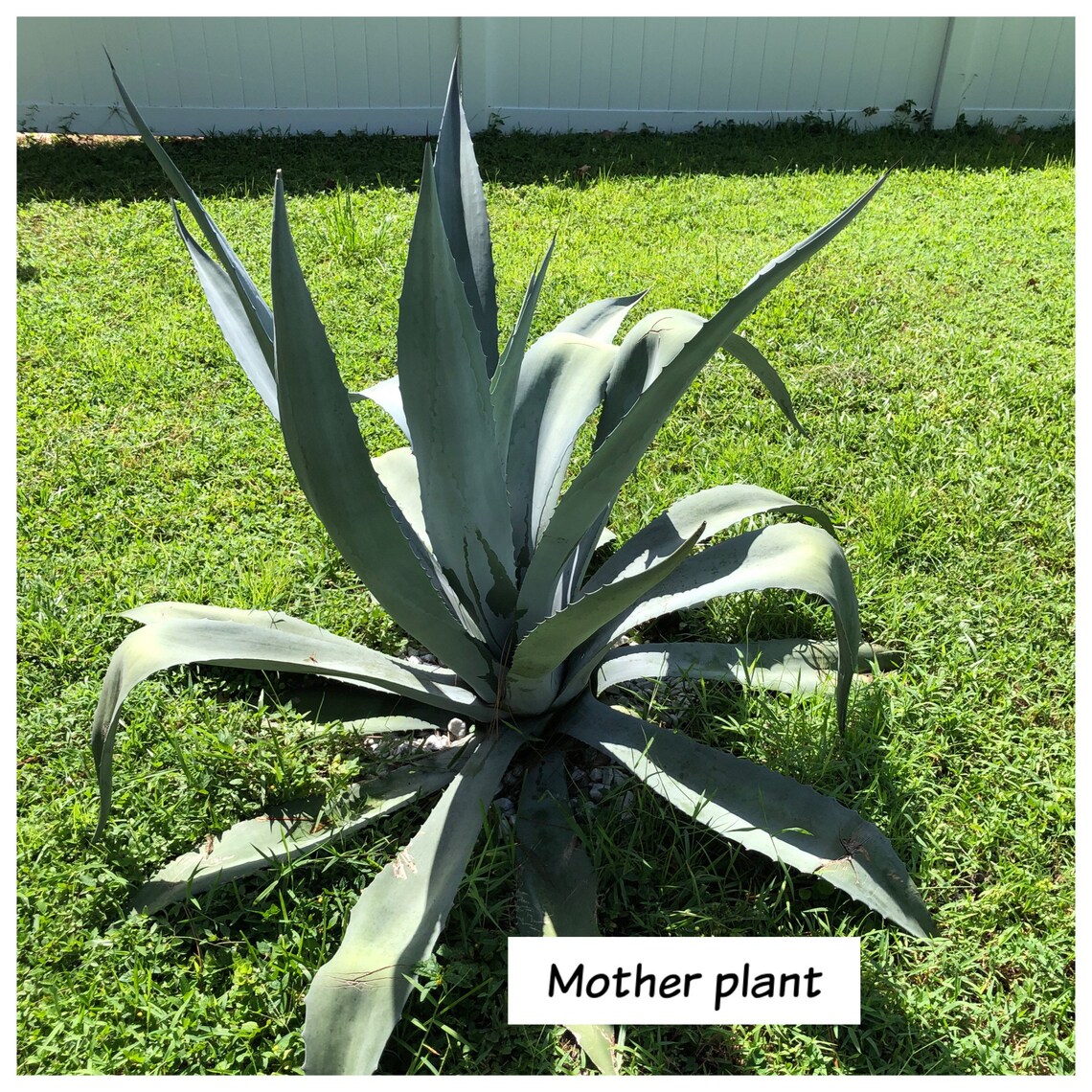 Blue Agave Pup / Living Plant Baby / Blue Agave Etsy