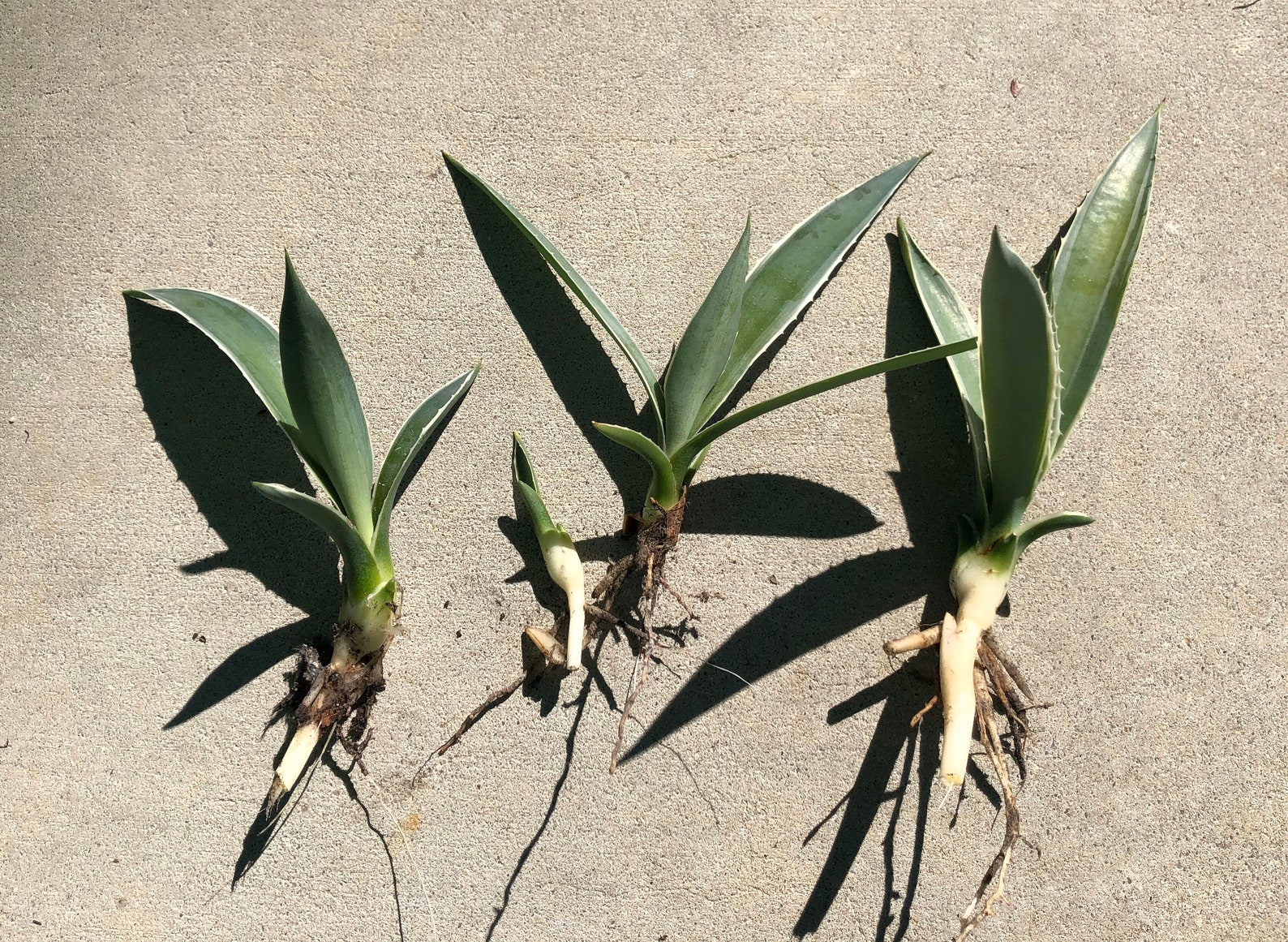 Agave Pup / Living Plant Baby / Agave Angustifolia marginata Etsy