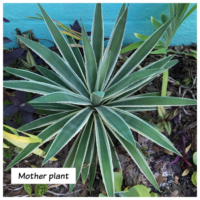 Agave Pup / Living Plant Baby / Agave angustifolia