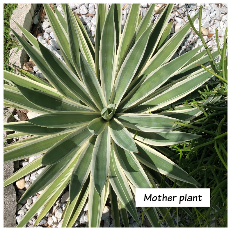 Agave Pup / Living Plant Baby / Agave angustifolia