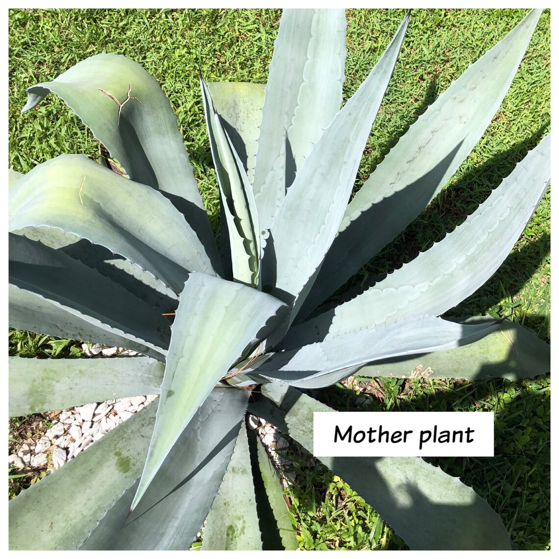 Blue Agave Pup / Living Plant Baby / Blue Agave Etsy