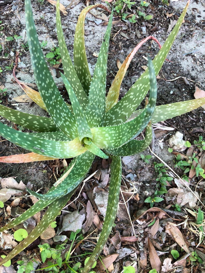 Aloe Agave Pup / Living Plant Baby Etsy