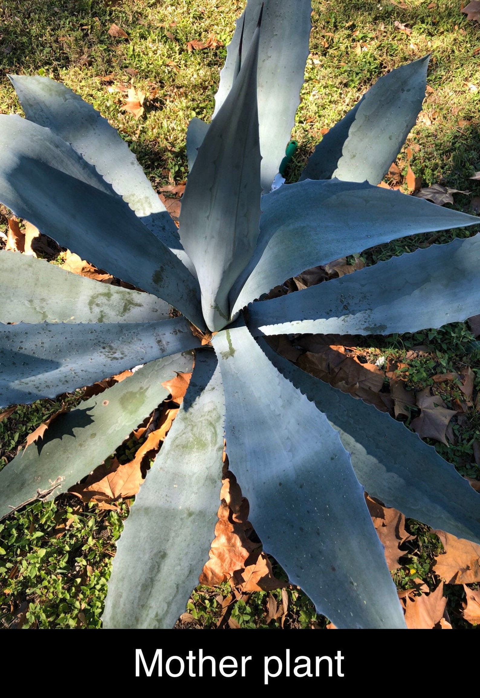 Blue Agave Pup / Living Plant Baby / Blue Agave Etsy