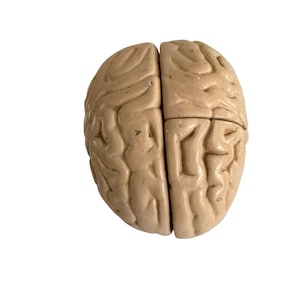Mid Century Plaster Anatomical Brain Model