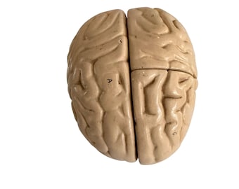 Mid Century Plaster Anatomical Brain Model