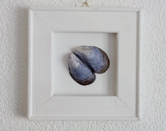 Collage with blue mussel in canvas frame