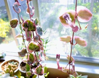 Variegated String of Pearls and Hearts Cuttings