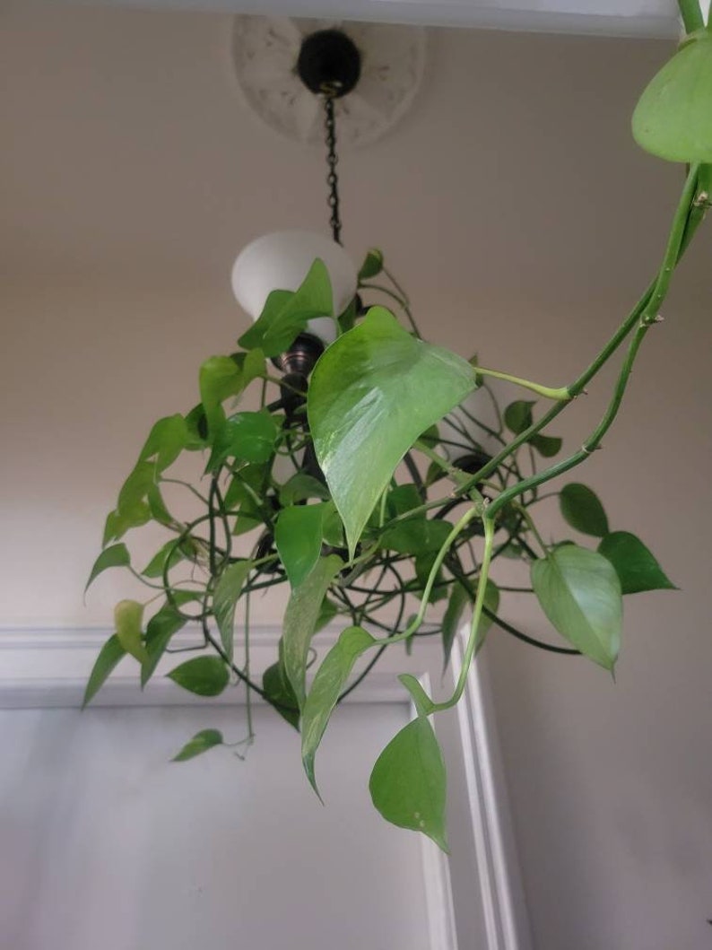 Golden Pothos / Scindapsus / Devil's Ivy (epipremnum Aureum) Cuttings