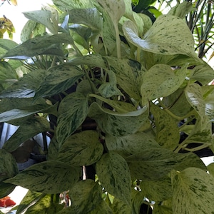 Snow Queen Pothos Epipremnum Cutting