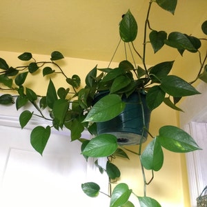 May include: A green potted plant with heart-shaped leaves hanging from the ceiling. The plant is trailing down a white door frame and a yellow wall.