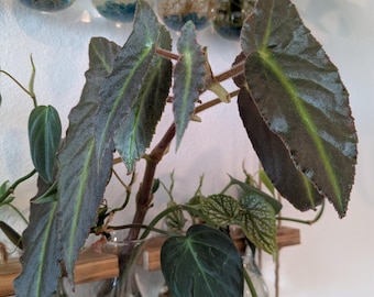 Begonia Listada Cutting
