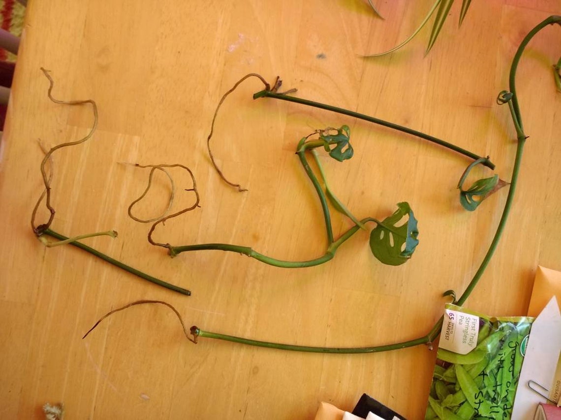 Swiss Cheese Vine, Monstera Adansonii Cuttings Etsy
