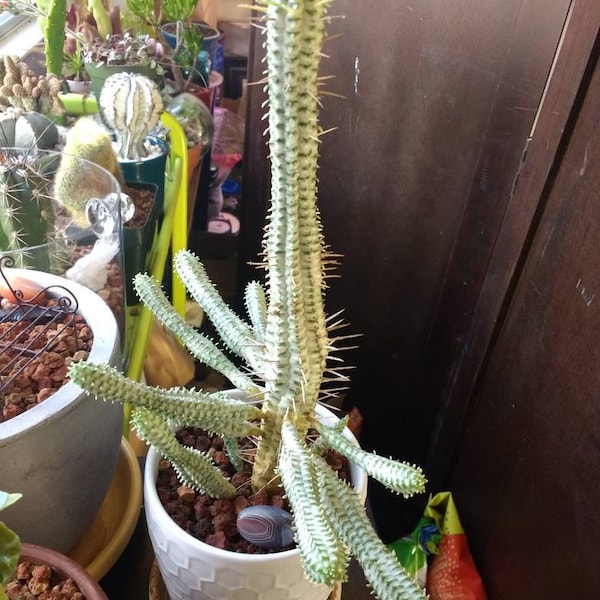 Euphorbia mammilaris var. variegata - Boutures d’épis de maïs panachées