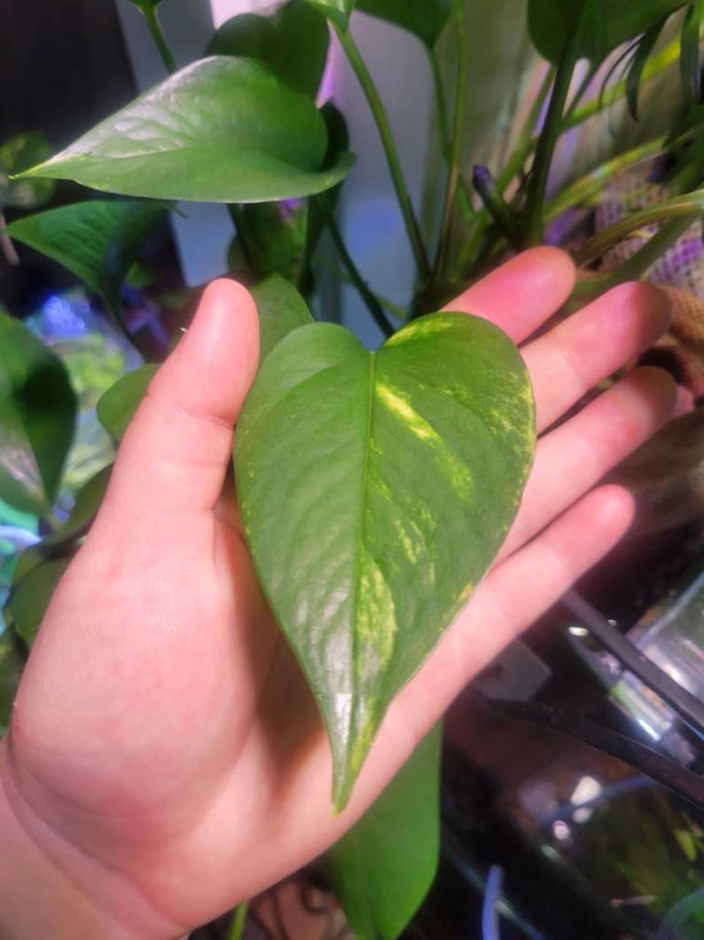 Golden Pothos / Scindapsus / Devil's Ivy (epipremnum Aureum) Cuttings