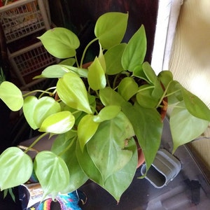 Rare*~ Neon Lemon Lime Philodendron Cuttings