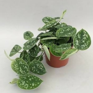 May include: A potted silver satin pothos plant with trailing vines. The plant has green leaves with white speckles and is growing in a brown pot.