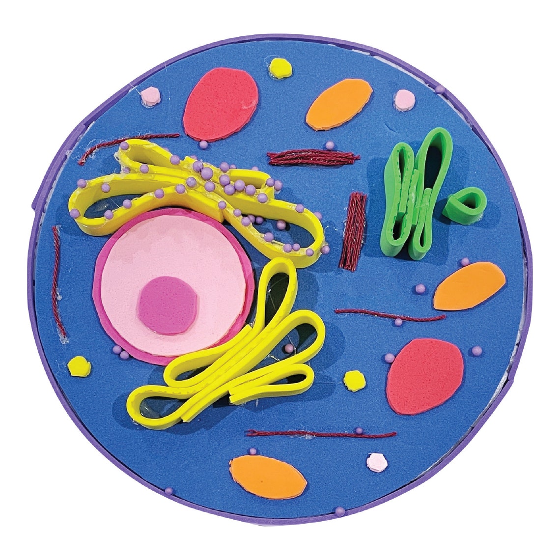 Animal Cell Model Kit STEM Activity for Kids DIY Homeschool Etsy