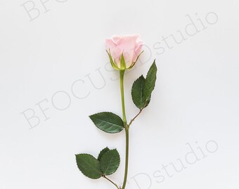 Download Simple Single Pink Rose Stock Photo Blog Header Pinterest Image Wedding Mockup Photo Download Free Fashion Apparel Mockups Templates PSD Mockup Templates
