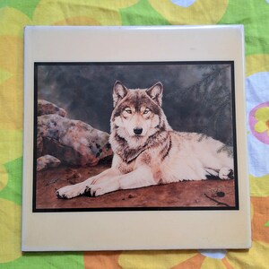 May include: A framed print of a wolf lying down in a forest setting. The wolf is brown and gray with a white chest and a black nose. The wolf is looking directly at the viewer with a serious expression.
